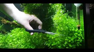 Trimming my quotSlightlyquot Overgrown Hydrocotyle Tripartitas [upl. by Carin]