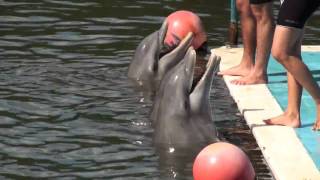 DelfinarioDolphin Show  Varadero Cuba [upl. by Avad]