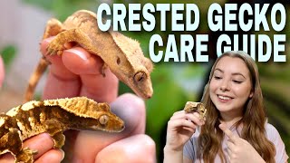 How To Care For A CRESTED GECKO [upl. by Nirb]