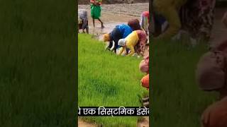 Movento Energy Insecticide Shorts Viral shortsvideo वायरलवीडियो viralvideo viralshorts [upl. by Delaine]