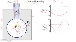 Equal pressure point lungs [upl. by Bacchus256]