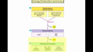 Microbial Metabolism  Part 4mp4 [upl. by Martin]