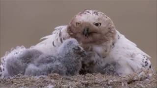 Snowy Owl [upl. by Aube]