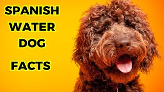 Spanish Water Dog  Top 10 Interesting Facts [upl. by Llertnahs]