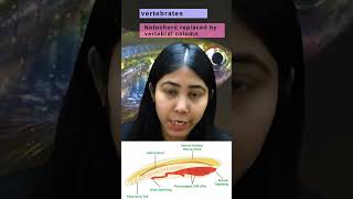 Phylum Chordata  Explanation of Characteristics Classification amp Diagram  Biology  Adhyayanta [upl. by Ettenuahs]