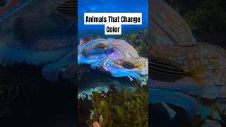 3 Amazing Animals That Change Color Instantly animals shorts [upl. by Taam]