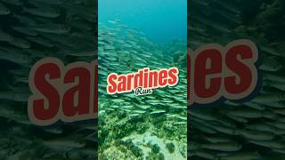 Sardines Run  moalboal fish philippines [upl. by Iru]