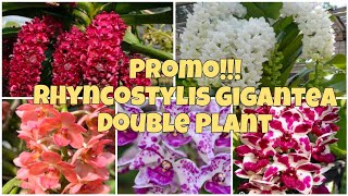 ‼️Promo‼️Rhyncostylis Gigantea Isi 2 Plant Mix Id bisa COD hub 085655696848 [upl. by Enal771]