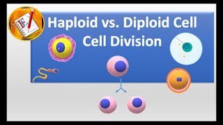 Haploid vs Diploid cell and Cell division [upl. by Euphemie]