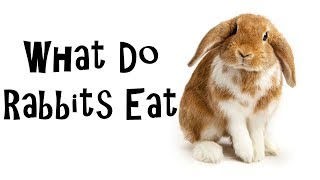 What do Rabbits eat  Diet information [upl. by Ahar]