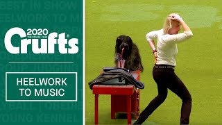 International Freestyle Heelwork To Music  Part 3  Crufts 2020 [upl. by Alleusnoc159]