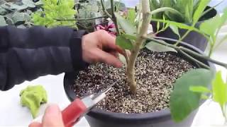 How to Care for Lemon Trees [upl. by Nybor]