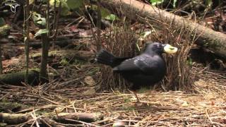 Female Satin Bowerbird Visiting Bower [upl. by Flosi701]