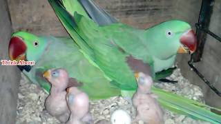 How to make a breeding setup for Alexandrine parakeets cute beautiful parrot [upl. by Evangelina799]