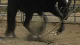 04 How to Hobble a Young Horse pt1 [upl. by Findlay]