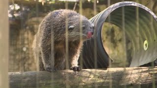 Binturongs welcomed as new additions at ZooTampa [upl. by Tugman]