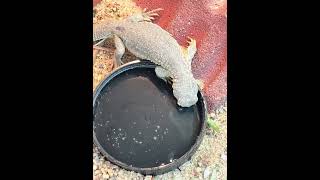 Saara hardwickii drinking from a water dish lizards herpetoculture uromastyx [upl. by Elsilrac]