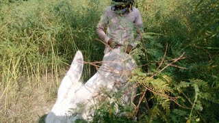 Amazing man with donkey meet in my village video man with donkey video 2021 [upl. by Chrystel]