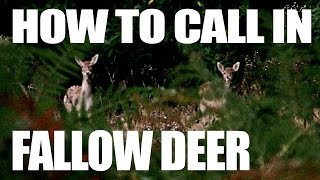 How to Call in Fallow Deer [upl. by Nnep]