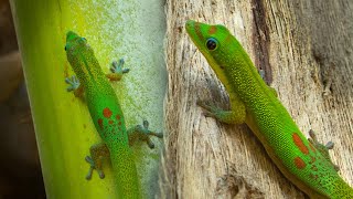 Gold Dust Day Geckos  Facts amp Info [upl. by Trbor856]