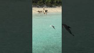 Bahamas swimming pigs exumas [upl. by Pacien922]