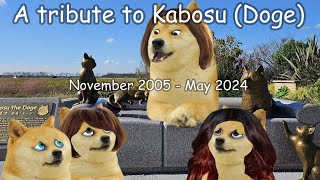 A tribute to Kabosu Doge [upl. by Radu]