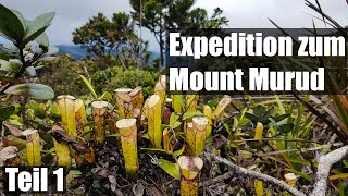 117 Nepenthes auf Borneo botanische Vielfalt auf dem Mount Murud [upl. by Palladin]