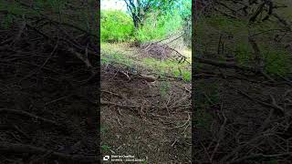 🫣🫣🫣 peahen 🫣🫣🫣 peacock peacocking birds wildlife nature peacockcall birdcall मोरनी [upl. by Manus]