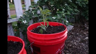 The best soil mix amp fertilizer for container tomatoes [upl. by Aihsekel976]