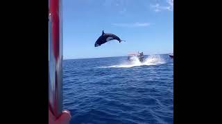 Viral video shows orcas stunning leap during dramatic dolphin hunt [upl. by Nanaj794]