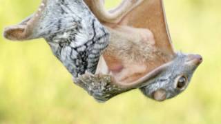 Sunda Colugo [upl. by Courtland]