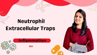 NETs  Neutrophil Extracellular Traps [upl. by Notterb]