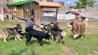 Ready Ho Jao Sab Dogs Give Away Hone Lge Hain😍 [upl. by Eenwahs]