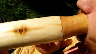 Pando 1  Quaking Aspen from Oldest living tree on planet Matthew Machu Didgeridoo [upl. by Hollington]