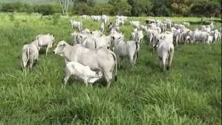 Cattle mating season Nelore  Raising calves in Bahia Brazil [upl. by Atiner]