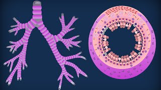 Trachea e bronchi [upl. by Georgeta]