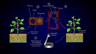 Agrobacterium  A Plant Gene Transfer [upl. by Akinwahs74]