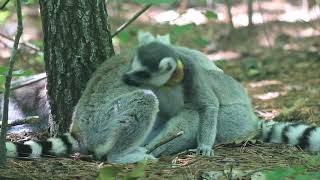 Freeranging Ringtailed Lemurs Social grooming [upl. by Repsihw]