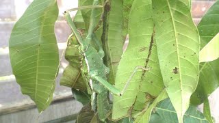 ＜世界最重量級の昆虫＞サカダチコノハナナフシ Heteropteryx dilatata：台北市立動物園（Taipiei Zoo） [upl. by Adehsar165]