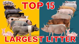 Top 15 Largest Litter Pig Breeds Litter Size [upl. by Sandie643]