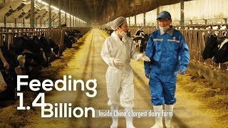 Feeding 14 Billion Inside Chinas largest dairy farm [upl. by Asehr]