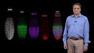 Nipam Patel MBL 1 Patterning the AnteriorPosterior Axis The Role of Homeotic Hox Genes [upl. by Goober738]