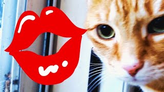 Funny Friday quotNATIONAL KISS A GINGER DAYquot⭐️ing SIR SALMON cute tabby cats kissing rainy raining 2024 [upl. by Sura755]