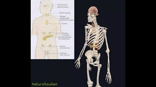 Système endocrinien en 3D Naturosoutien [upl. by Abbot773]