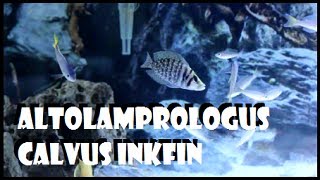 Altolamprologus Calvus Inkfin [upl. by Olihs]