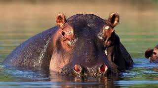 What Sound Does A Hippo Make  Animal Sounds Hippopotamus Sounds [upl. by Sirapal571]