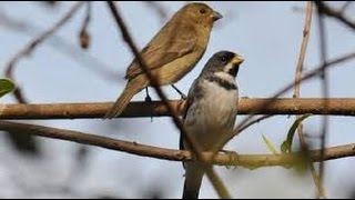 coleiro cantando tui tui zel zel piado de femea e um macho piando chamando muito [upl. by Ihp]