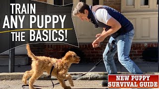 How To Train ANY Puppy To Walk on Leash PERFECTLY [upl. by Kazue]