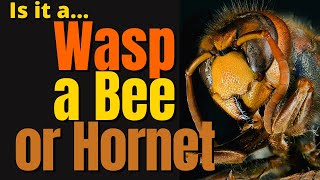 Bees vs Hornets vs Wasps For Kids  Whats The Difference [upl. by Allina]