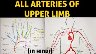 Arteries of Upper Limb  Axillary Artery  Brachial Artery  Ulnar Artery  Radial Artery [upl. by Dionne455]